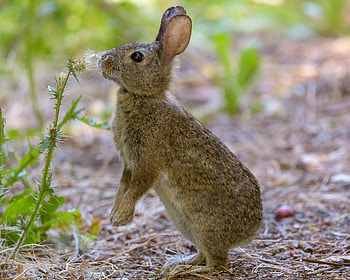 Animals, Nice, Sweetheart, Profile, Rabbit, Hare, Fluff, Down HD wallpaper