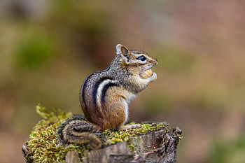 Chipmunk, Animals, Baby, Backgrounds HD wallpaper