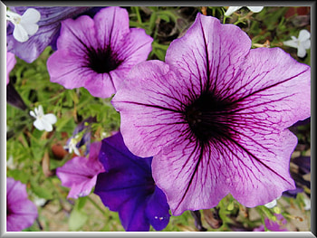 Purple Flowers, purple, beautiful, flowers HD wallpaper