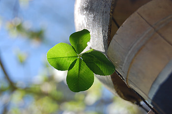 A spiring clover, spring, green, clover, barrel HD wallpaper