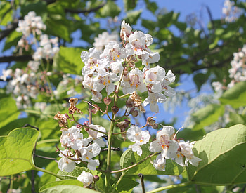 Kocaeli bitkileri, Catalpa bignonioides, Katalpa HD wallpaper