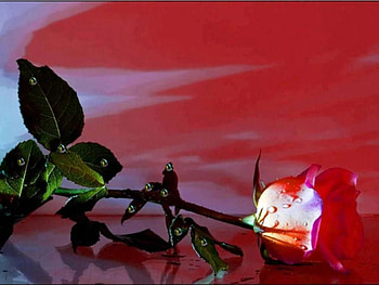 Red Rose, water droplets, green leaves, red roses, beautiful, lovely, petal HD wallpaper