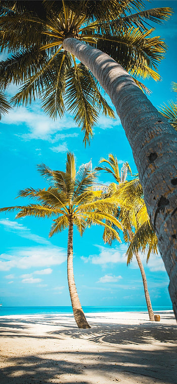 Palm trees , quality, Beach paradise, Exotic scenery HD phone wallpaper