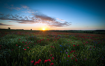 Sunrise, Field, , Cloud, Flower, Landscape HD wallpaper