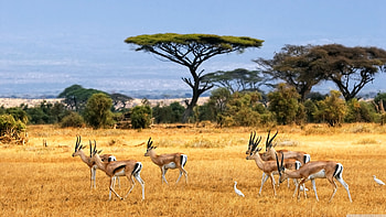Antelopes, Ultra background, Stunning , Multi-display HD wallpaper
