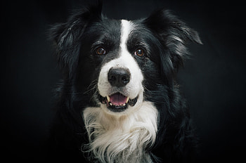 Beautiful Border Collie, Canine's loyalty, Playful companion, Endearing gaze HD wallpaper
