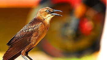 Vivid Brown Bird — Animal, Animal, bird HD wallpaper
