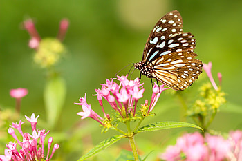 Flowers, Patterns, Macro, Butterfly, Wings HD wallpaper