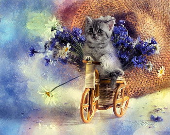 Cute Biker, trike, wooden, painting, flowers, cat, hat HD wallpaper