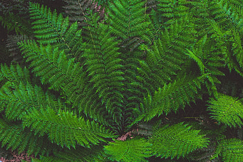 Nature, Leaves, Plant HD wallpaper