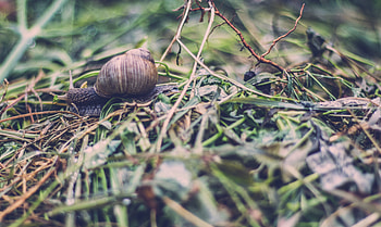 Grass, Macro, Snail, Carapace, Shell, Antennae, Tendrils HD wallpaper
