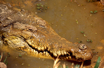 Orinoco Crocodile, animal, orinoco, crocodile, reptile HD wallpaper
