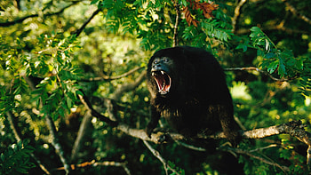 The black, Howler Monkey HD wallpaper
