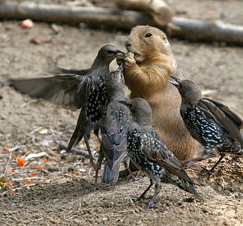 SHARING IS CARING, PEANUT, SHARING, BIRD, CARING, BABIES, GOFEER HD wallpaper