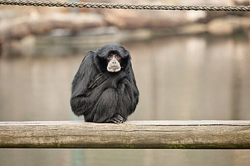 Animals, Monkey, Primate, Siamang HD wallpaper