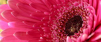 Close-up, Gerbera Daisies HD wallpaper