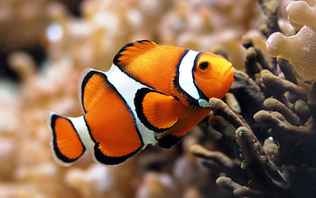 Animals, Sea, Ocean, Color, Underwater World, To Swim, Swim, Fish HD wallpaper