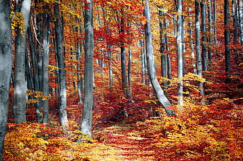 A tranquil autumn forest scene showcasing bright, colorful foliage. HD wallpaper
