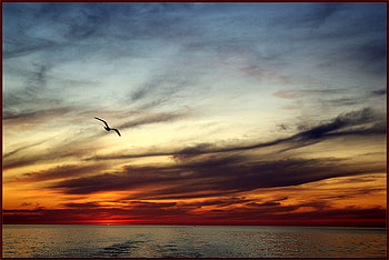 Beautiful Sunset, sea, divine, bird, colors, beautiful, sunset HD wallpaper
