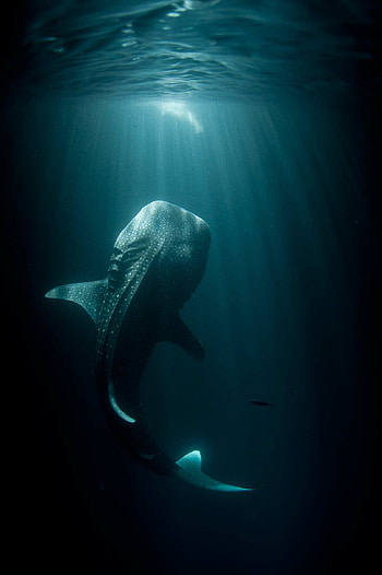 Whale shark, Sharks HD phone wallpaper