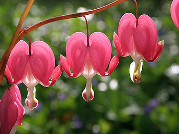 Garden hearts, hearts, white, flowers, red HD wallpaper