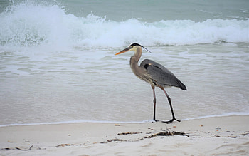 Great Blue Heron, bird, heron, wave, beach HD wallpaper