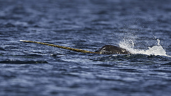 Narwhal, Whale watching holidays, Natural World Safaris HD wallpaper