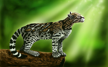 Ocelot, Animal , Samantha Johnson, Nature's artistry HD wallpaper