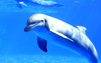 Underwater dolphin , Stunning graphy, Marine paradise, Submerged world HD wallpaper