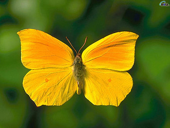 Sweet butterfly for YellowForever (Anne), animal, butterfly, yellow, nature, insect HD wallpaper