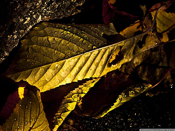 GOLDEN WET LEAVES, golden, rain, drops, close up, leaves, wet, , nature, leaf, water, macro HD wallpaper