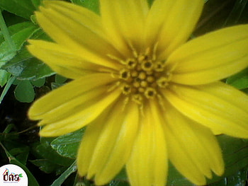Samll Sun Flower, samll, sun, yellow, flower HD wallpaper