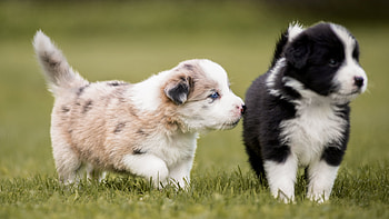Siblings, Border Collie HD wallpaper