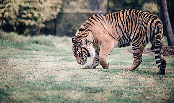 Animals, Grass, Predator, Stroll, Tiger HD wallpaper