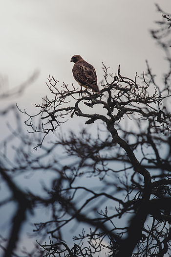 Animals, Feather, Bird, Beak, Branch HD phone wallpaper