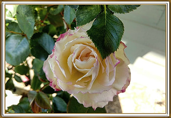 FRAMED FLOWERS, FLOWER, NATURE, , FRAMED HD wallpaper