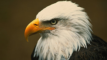 Bald eagle, Majestic predator, Wildlife, Powerful wings HD wallpaper