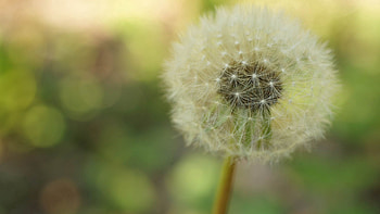 Plant, Macro, Stem, Stalk, Dandelion HD wallpaper