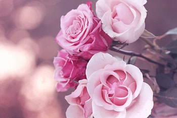 ✿, pastel, pink, roses, soft, beautiful, nature, lovely HD wallpaper