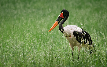 10 stunning stork , backgrounds, High-quality , Nature graphy HD wallpaper
