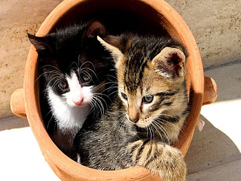 brothers kittens, cats, animals HD wallpaper