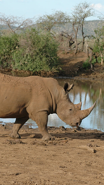 Rhino animal, Powerful rhino depiction, Majestic wildlife , Rhino in natural habitat HD phone wallpaper