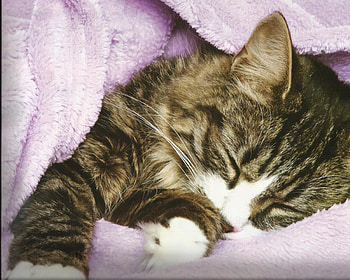 Cat nap, napping, cat, sleeping, blanket HD wallpaper
