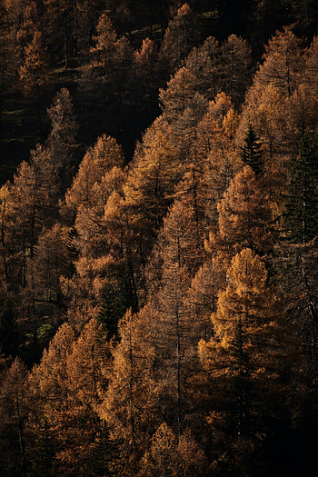 Nature, Trees, Autumn, Forest, Brown HD phone wallpaper