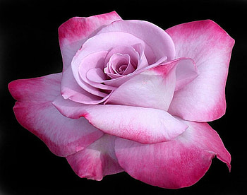 Pink on pink rose, plants, soft, nice, rose, pink, delicate, pretty, blossoms, bud, nature, flowers, blooms, lovely HD wallpaper