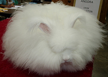fluffy ball, white, fluffy, ball, rabbit HD wallpaper
