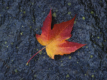 Orange leaf, autumn, season, orange, tree HD wallpaper