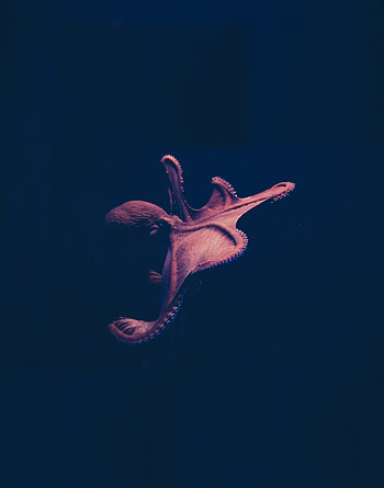 Pink, octopus, animals, close up HD phone wallpaper