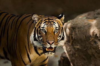 Animals, Predator, Wild Cat, Wildcat, Siberian Tiger HD wallpaper