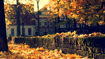 Fall Screen Backgrounds HD wallpaper